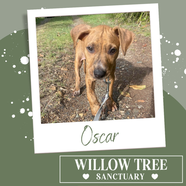 Photo of Oscar