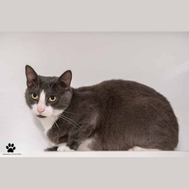 Photo of Buttercup