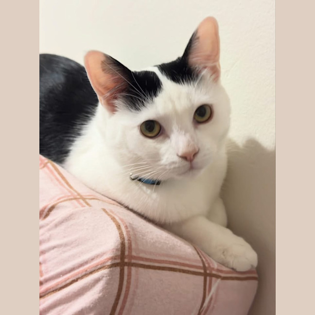 Photo of Dudu
