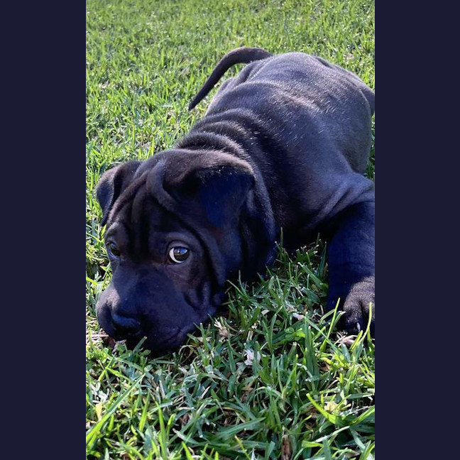 Photo of Rex