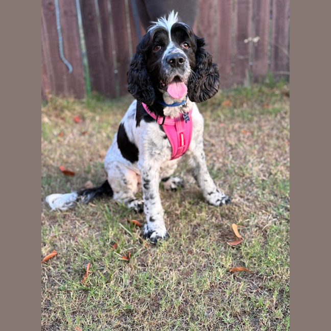 Photo of Harley