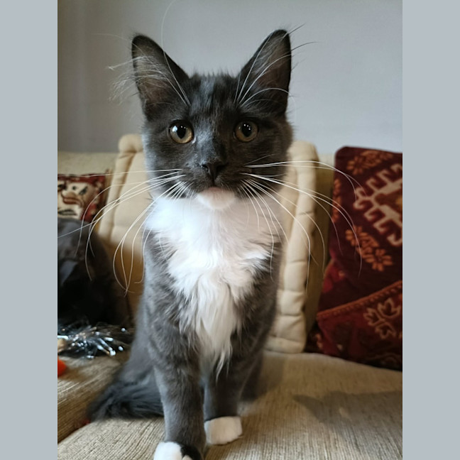 Photo of Freddie (Aubrey)