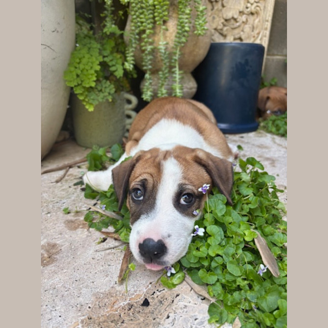 Photo of Remi   8 Week Old Cattle Dog X Staffy