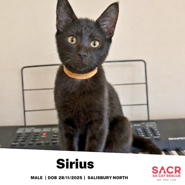 Photo of Sirius