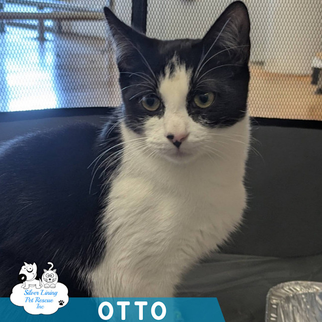 Photo of Otto 