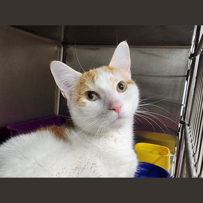 Photo of Humpty Dumpty