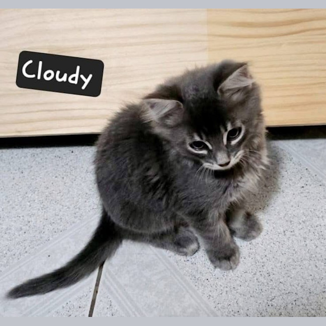 Photo of Cloudy