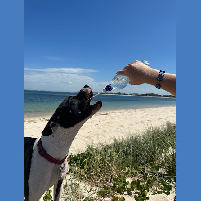 Photo of Mia   3 Year Old Staffy X (Trial)