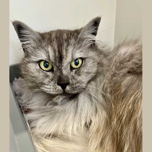 Photo of Willow