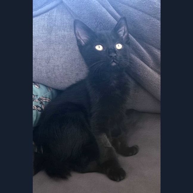 Photo of Morgana 