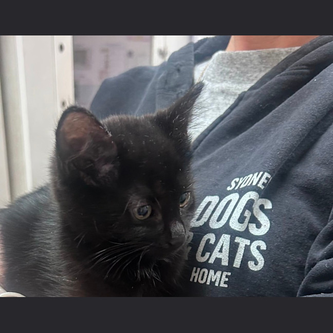 Photo of Parrot *Meet Me At Petstock Birkenhead Point*