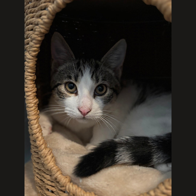 Photo of 🐾 Phoenix 🐾