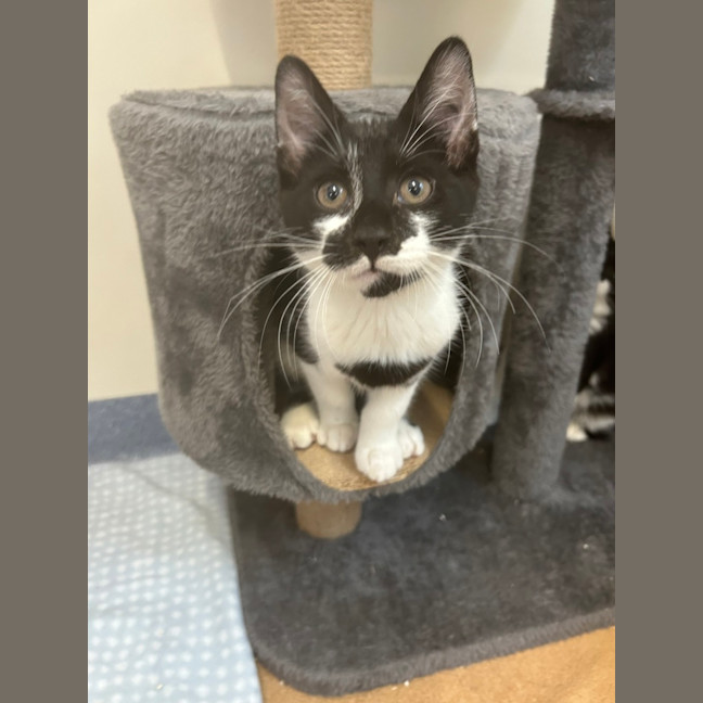 Photo of Cosmo