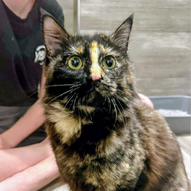 Photo of Stella