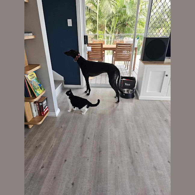 Photo of Rodney, The Cat Friendly Greyhound