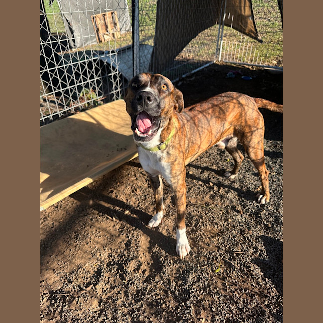 Photo of Butch