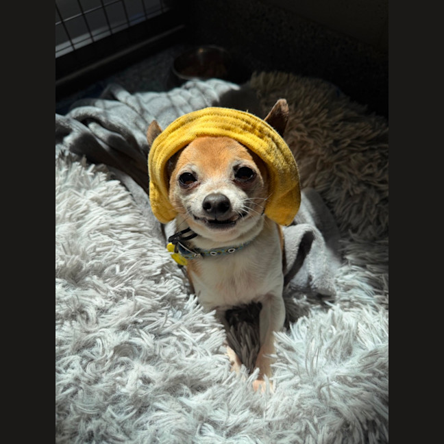 Photo of Woody