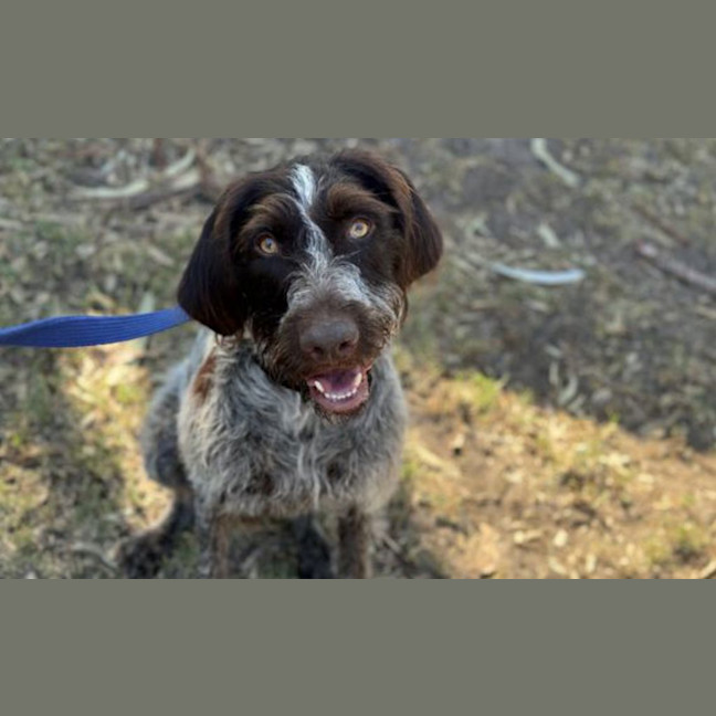 Photo of Shaggy