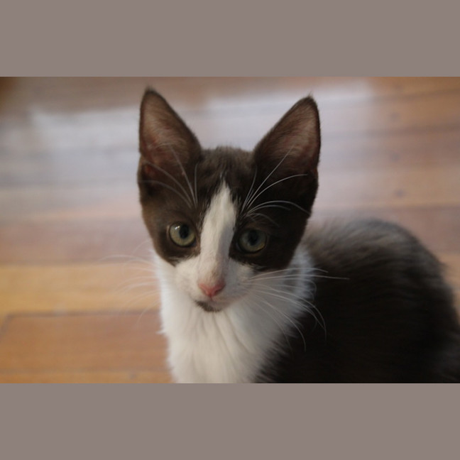 Photo of Moxie