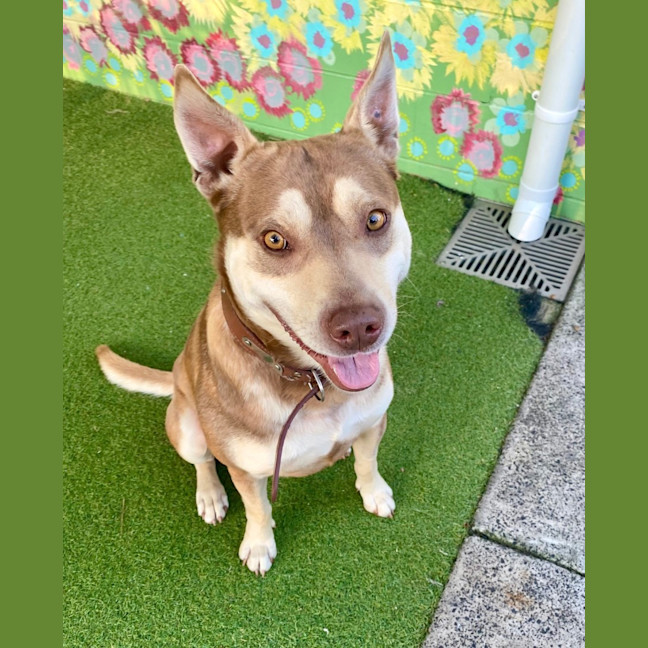 Photo of D1036 Buddy