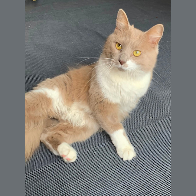 Photo of Bodhi 🦁🥰💙