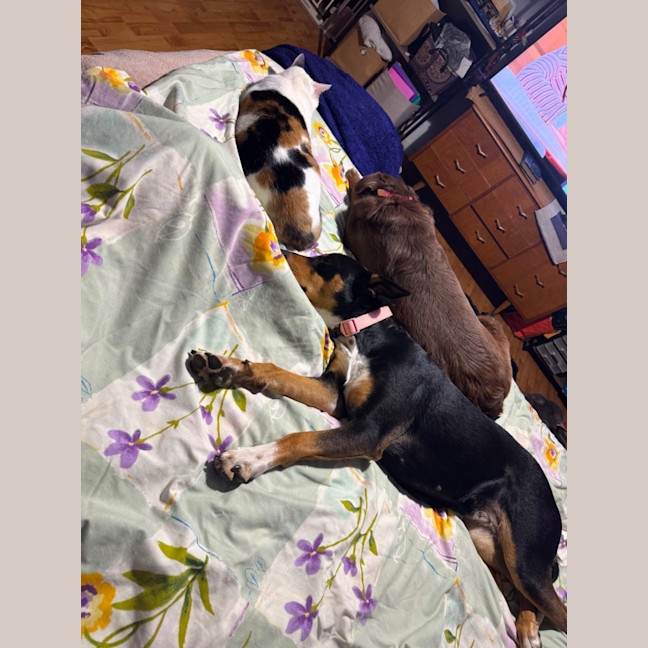 Photo of Missy 