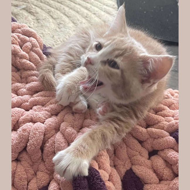 Photo of Wilbur**2nd Chance Cat Rescue** (Oliver)