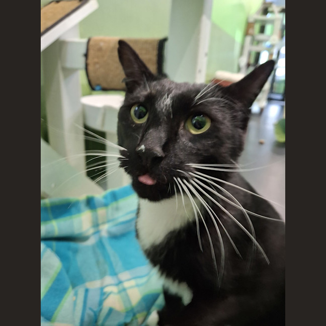 Photo of Maverick