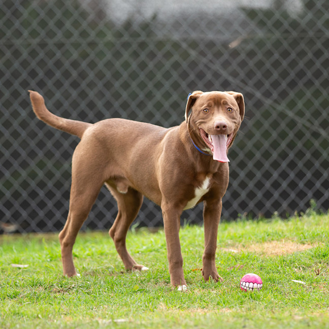 Photo of Romeo