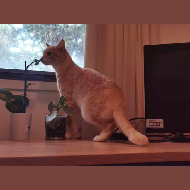 Photo of Bella Meet Me@Petstock Mornington Store Nepean Hwy