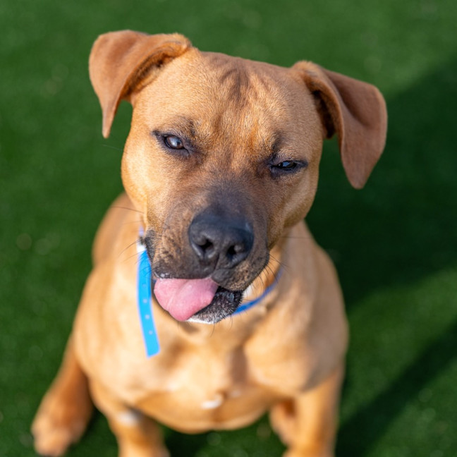 Photo of Bud Imp 1210