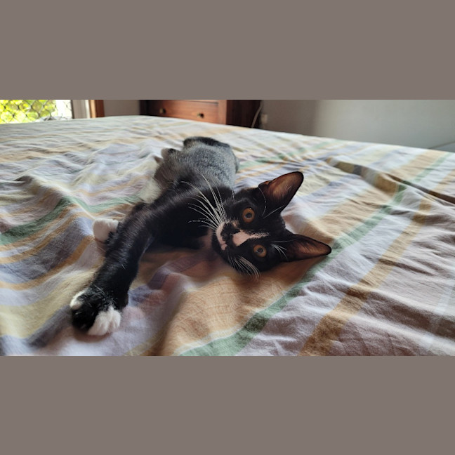 Photo of Shelby