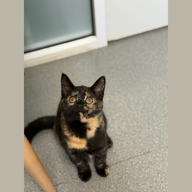 Photo of Eowyn   Burnie