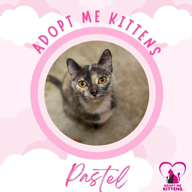 Photo of Pastel