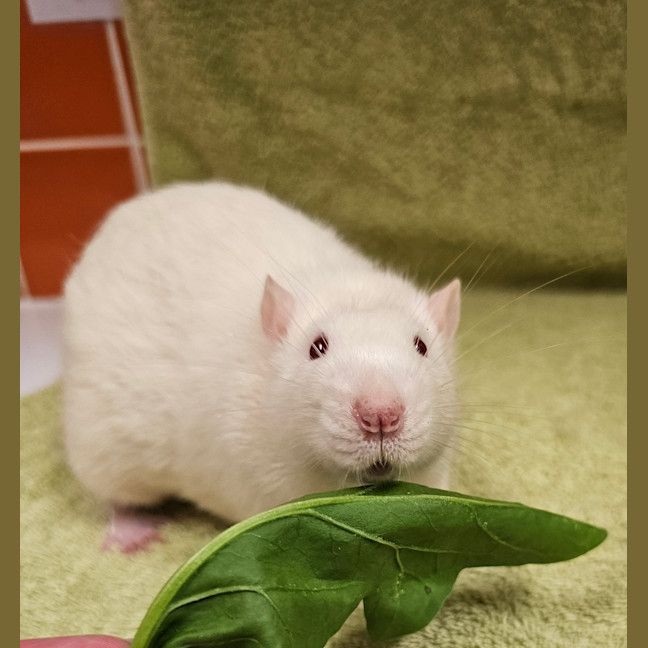 Photo of Lupin