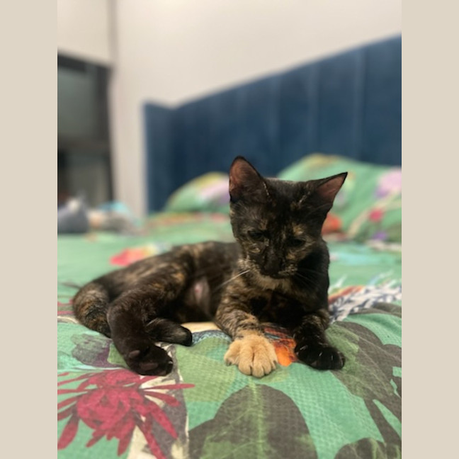 Photo of Shadow