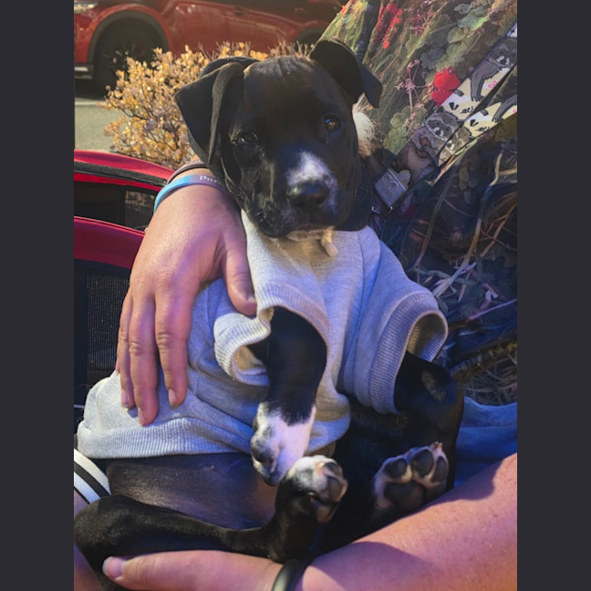 Photo of Peanut 
