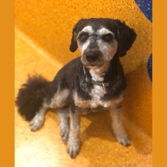 Photo of Louie