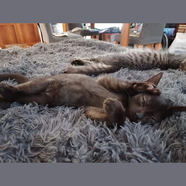 Photo of Peanut