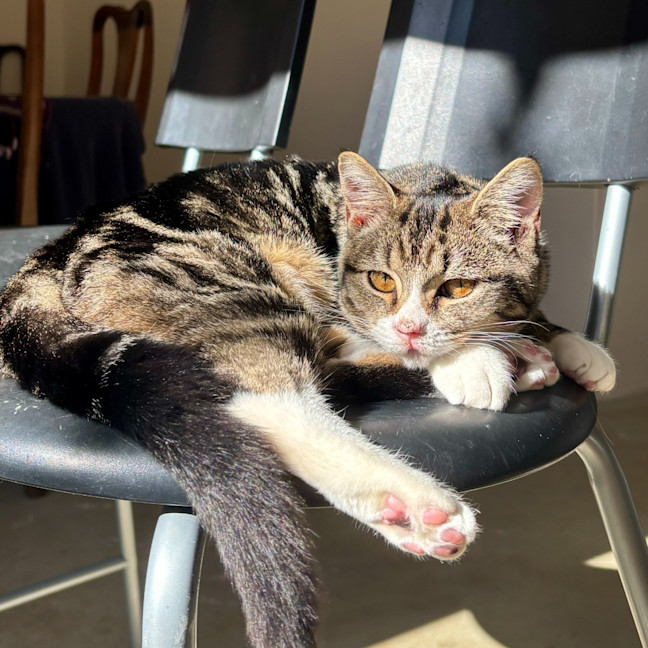 Photo of Pretzel