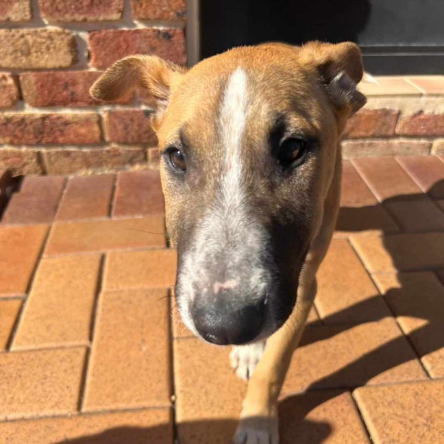 Photo of Peanut