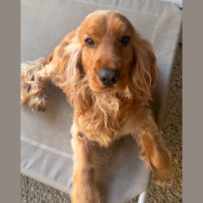 Photo of Bodhi