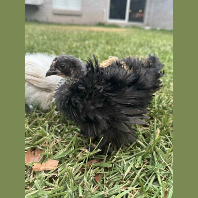 Photo of Ruffles And Puffinstuff The Roosters