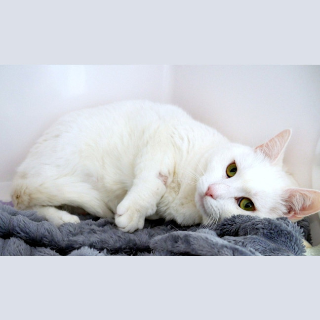 Photo of Marshmallow Rsta012950