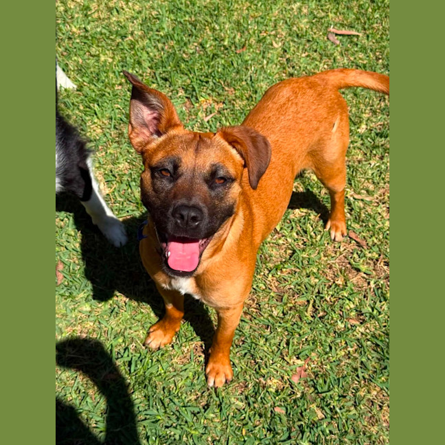 Photo of Aubrey   6 Month Old Mixed Breed