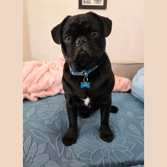 Photo of Chester