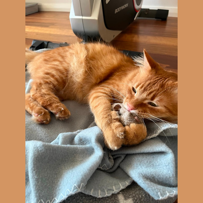 Photo of Rufus