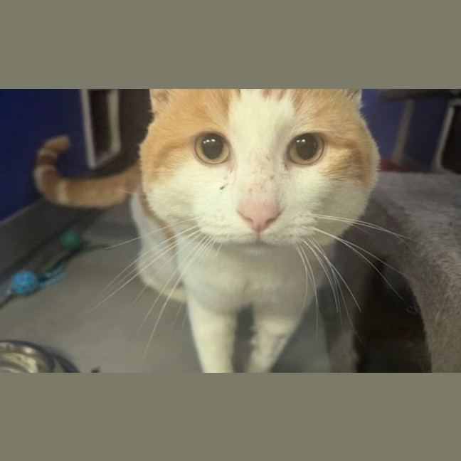 Photo of Gooby