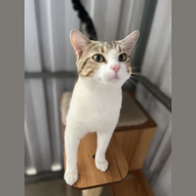 Photo of Giovanni   Now At Rutherford Pet Quarters