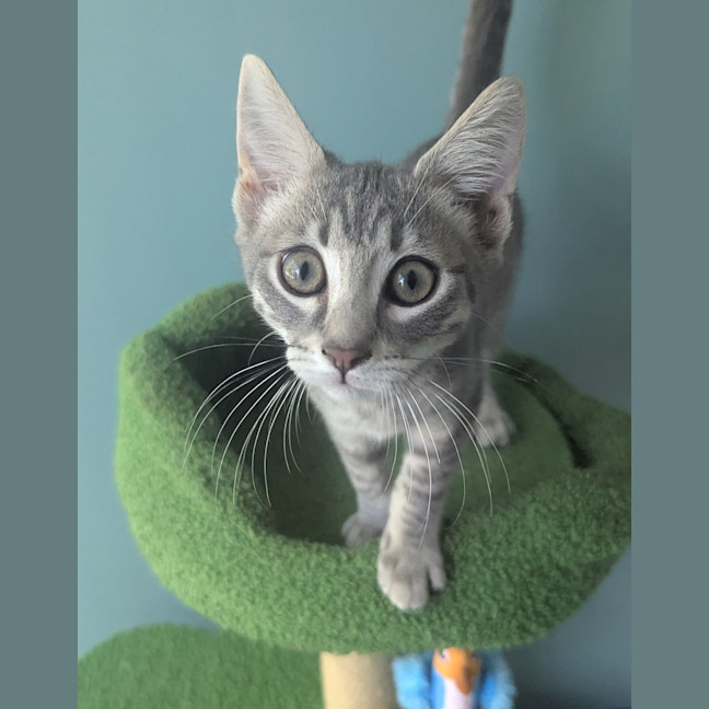 Photo of Smokey